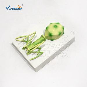 의학 교육 <span class=keywords><strong>HIV</strong></span> 모델 건강 교육 생물학 모델 <span class=keywords><strong>Hiv</strong></span> 및 AIDS 차트 세포 바이러스 모델의 이해 - Product Image 5