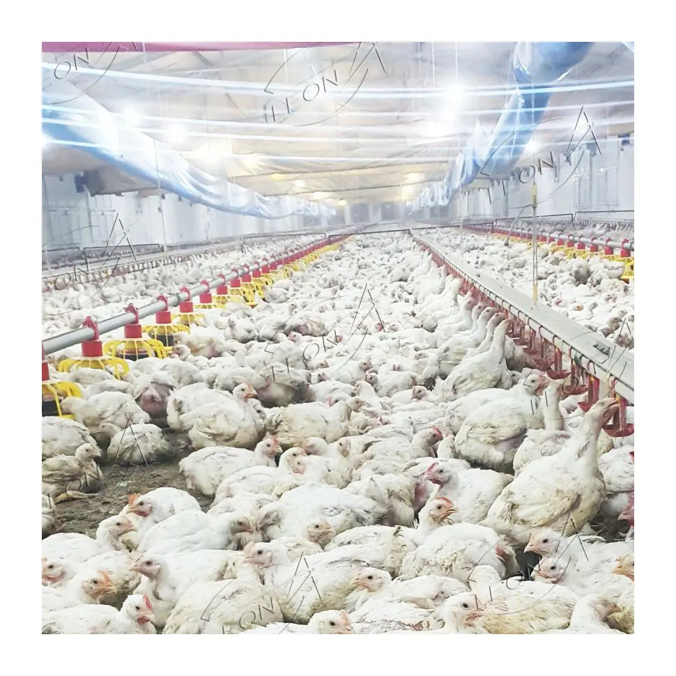 Attrezzature per l'allevamento di polli da carne di Design moderno di alta qualità per bestiame e agricoltura