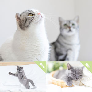 Ingredientes naturales ajustables Feromonas Gatos Perros Collar calmante Reduce la ansiedad Estrés Ayudar a los gatos a dormir gatitos - Product Image 3