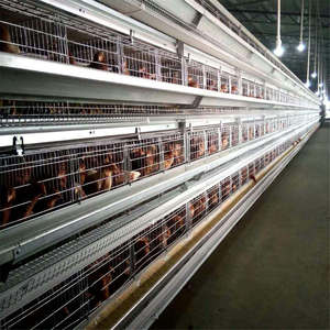 Solutions personnalisées d'élevage de poulets de chair : Équipement de cages en batterie pour poulets de chair, <span class=keywords><strong>type</strong></span> H, avec mangeoire et abreuvoir automatiques à 3 niveaux, pour 50 000 poulets - Product Image 1