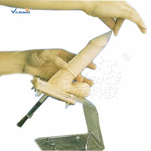 Medizinisches Fortgeschrittenes Männliches Organ-Modell Kondom-Trainingsmodell Lehrmittel für Studenten Penismodell - Product Image 2