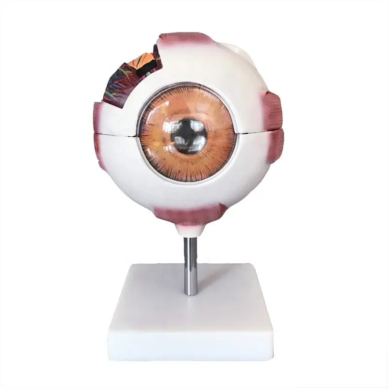 Giant eye model Human eyeball structure anatomy model 6X magnification eyeball Eye enlargement model