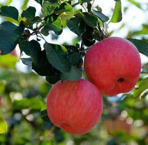 เกสรแอปเปิ้ลธรรมชาติ 100% ความบริสุทธิ์และประสิทธิภาพสูง สำหรับการผสมเกสร<span class=keywords><strong>ต้น</strong></span>ไม้ผลไม้โดยเฉพาะ <span class=keywords><strong>ราคา</strong></span>ขายส่งที่เป็นประโยชน์ - Product Image 6