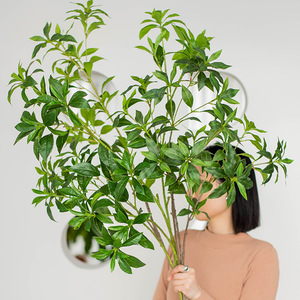 O-X978 Grande taille Feuillage artificiel en latex à toucher réaliste, Andromède japonaise (<span class=keywords><strong>Pieris</strong></span> <span class=keywords><strong>japonica</strong></span>), pour décoration intérieure - Product Image 1