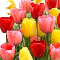 Kit de culture de fleurs en bulbes de tulipes naturelles, mélange de fleurs de style campagnard pour la plantation au sol, idéal pour la fête des Mères comme cadeau pour les amateurs de jardinage