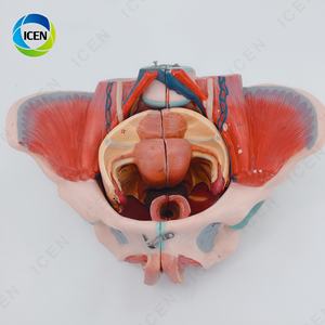IN-M6 Pelve feminina modelo médico destacável com nervos do músculo do assoalho e genitais para demonstração e estudo da educação - Product Image 5