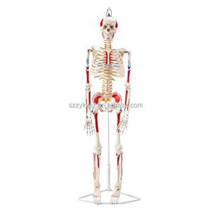 85cm con người giải phẫu Mô Hình Bộ Xương y tế trường thiết bị giảng dạy cho khoa học y tế - Product Image 1