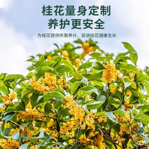 Fertilizante Específico para Osmanthus, Compuesto Granular NPK para Plantas de Jardín, Promueve la Floración y la Salud de las Hojas - Product Image 1