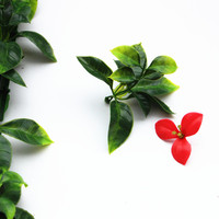 Mur végétal artificiel en plastique Longstar Gardenia Leaf Lawn, décoration murale extérieure, projet de verdure, murs végétaux