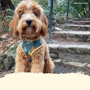 Luxury Polyester <b>Dog</b> <b>Harness</b> and Leash Set with Vest Adjustable <b>Custom</b> Design Personalized All Season OEM - Product Image 5