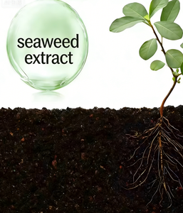 Engrais organique en poudre d'extrait d'algues, directement de l'usine, entièrement soluble dans l'eau, favorise l'enracinement des plantes, agriculture - Product Image 5