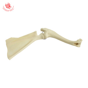 Modelo de articulación del hombro de perro, modelo de anatomía esquelética canina, modelo de construcción de textura de esqueleto, material didáctico para ganadería - Product Image 4
