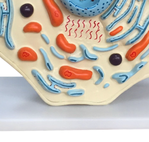 Modèle d'enseignement d'expériences biologiques, <span class=keywords><strong>assistant</strong></span> d'enseignement visuel, modèle de structure submicroscopique des cellules animales - Product Image 4
