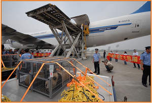 Agente de Dropshipping, envío rápido a EE. UU./Au/CA/Eu, proveedor global, agente de envío barato en <span class=keywords><strong>Shenzhen</strong></span>, China - Product Image 5