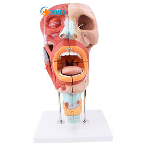 Modelo médico de anatomia da garganta da cavidade nasal humana, modelo em tamanho real para estudo em sala de aula de ciências, laringofaríngeos - Product Image 1