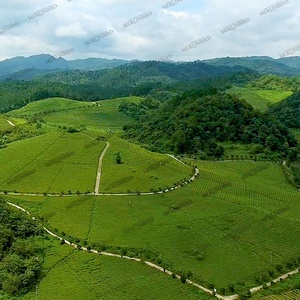 Té Verde <span class=keywords><strong>Matcha</strong></span> Ceremonial 100% Natural en Polvo <span class=keywords><strong>con</strong></span> Sabor a <span class=keywords><strong>Vainilla</strong></span> - Product Image 6