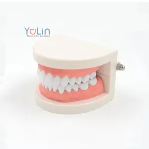 牙科教学资源3D道具可摘义齿模型口腔实践牙科医疗模型
