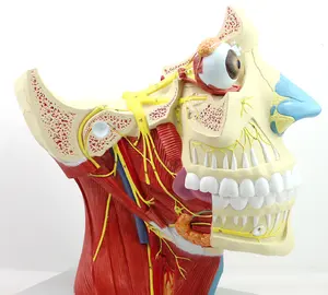 Anatomisch Model Van Hersenen Zenuw Distributie In Hoofd En Hals Gebruikt Cpr Oefenpoppen Body Wetenschap