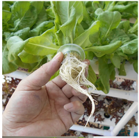 Fournisseur de pots à mailles transparentes en plastique pour serres Panier de culture de légumes Système hydroponique Pot à mailles nettes