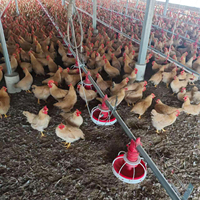 Équipement complet pour élevage avicole : Ensemble de mangeoires et abreuvoirs automatiques pour poulets de chair en élevage au sol