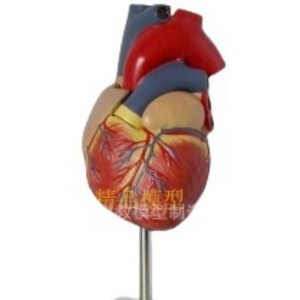 Modèle de cœur humain 1:1, Doppler couleur à ultrasons, modèle pédagogique d'anatomie cardiaque en cardiologie médicale, cœur naturel grandeur nature - Product Image 2