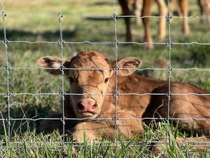 Nhà Máy Giá mạ kẽm cừu và dê nông nghiệp động vật trang trại hàng rào hàng rào trang trại - Product Image 4