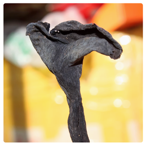 말린 검은 나팔 버섯 많은 야생 크래 테렐러스의 뿔 Cornucopioides 전체 곰팡이 판매를 위해 탈수 - Product Image 2