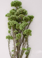 Vente en gros de bouquet de fleurs séchées pour décoration DIY, bouquet de fleurs de riz millet préservé et coloré pour la maison