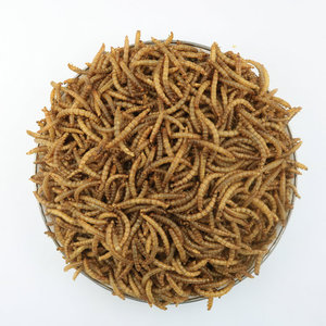 Vermi della farina secchi <span class=keywords><strong>Tenebrio</strong></span> Molitor per rettili di criceto e altri piccoli animali - Product Image 4