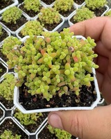 Combinaisons et ensembles de plantes succulentes écologiques, boules de citron grappées Aizoaceae 5-6cm pour la décoration de jardin et de bonsaï à domicile
