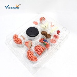 Structure du cerveau, modèle de cerveau 4D détachable et assemblable, modèle d'anatomie du cerveau humain - Product Image 2