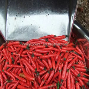 Máquina de Alta Eficiencia para Eliminar Tallos de Pimiento, Maquinaria para Vaporizar y Cortar Chiles Rojos Secos, Máquina para Hacer Salsa de Chile - Product Image 1
