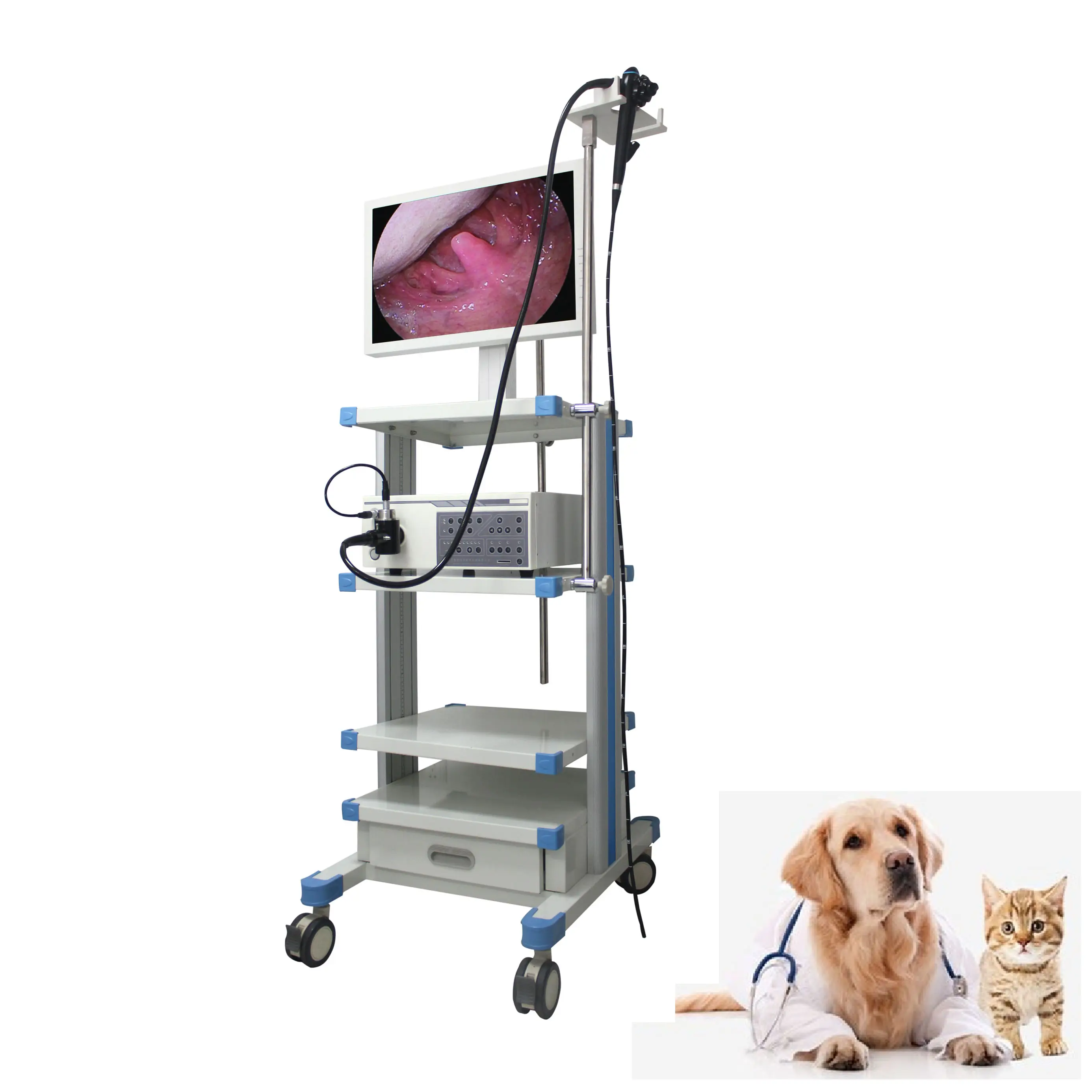 Câmera de vídeo para gastroscopia médica portátil, equipamento veterinário para endoscópio e colonoscopia, endoscópio para veterinário