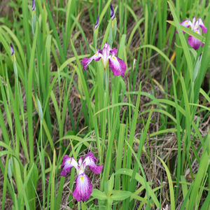 Iris <span class=keywords><strong>japonais</strong></span> 'Yamaji Nishiki' - Une <span class=keywords><strong>plante</strong></span> aquatique adaptée aux bassins de jardin et aux serres - Iris <span class=keywords><strong>japonais</strong></span> - Product Image 6