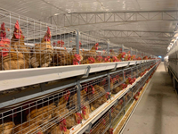 Cages à poulets automatiques de type H en acier galvanisé à chaud avec garantie d'un an pour une élevage avicole efficace