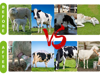 Complément alimentaire premium pour la production laitière, améliore la lactation, pour vaches laitières, chèvres, moutons