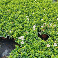 Natürliche Lebende Gardenia Jasminoides für Esstisch Wohnzimmer Heimdekoration Echte Blumen Kap-Jasmin Gartenbaupflanze Großhandel