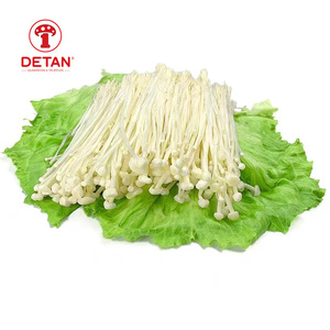 Detan Vendu toute l'année roun champignon frais Origine Jamur Enoki de Chine - Product Image 3