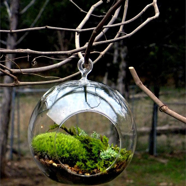 Комнатное растение стеклянный шар orb воздушный Террариум стеклянная выдувная ваза