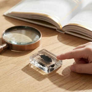 Kit Educativo de Ciencias Naturales con Insectos Taxidermiados en Resina Transparente para Material Escolar - Product Image 6