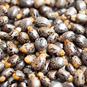 Graines de ricin du Gujarat, Inde, de qualité supérieure, 100% naturelles, séchées, en gros, Apex Rim International Factory - Product Image 1