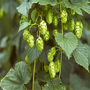 GMPKosher天然フロスフムリルプリエキスホップエキスフムルスルプルスエキス - Product Image 4