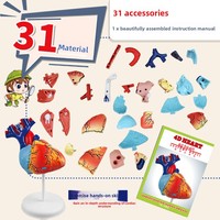 Jouet éducatif : Modèle de cœur humain assemblé, sectionné horizontalement au niveau des valves, pour la science médicale