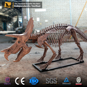 <span class=keywords><strong>Esqueleto</strong></span> <span class=keywords><strong>de</strong></span> <span class=keywords><strong>Triceratops</strong></span> Realista, Fósil <span class=keywords><strong>de</strong></span> Dinosaurio para Exhibición en Museo, Modelo Dino DS046, en Venta - Product Image 5