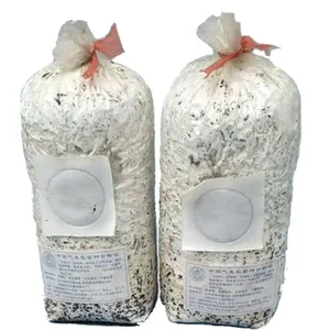 Shiitake Shiitake Mushroom Grow Bags Spawn Bags