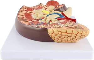 Modelo de riñón de aumento de 3 veces con estructura de anatomía precisa Modelo de riñón agrandado anatómico transparente Textura Digital - Product Image 2