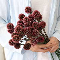 Capullos de Scabiosa Stellata Preservados, 10 Tallos, Ramo de Flores Secas Coloridas Hechas a Mano para Decoración de Bodas y Hogar