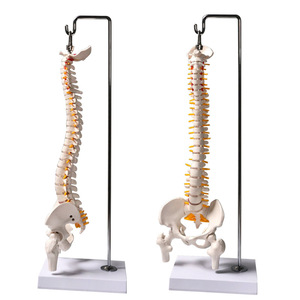 Modelo de Espina Dorsal Humana de 45 cm para Práctica y Enseñanza Ortopédica - Product Image 1