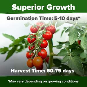 Kit de Graines de Tomate Cerise Rouge Sans OGM, Légume Ancien pour Autonomie et Auto-Suffisance, Potager Suspendu - Product Image 6
