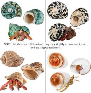 أصداف سرطان البحر الناسك الطبيعية الكبيرة الفاخرة، مقاس <span class=keywords><strong>2</strong></span>.9-3.3 بوصة، فتحة بحجم 1.<span class=keywords><strong>2</strong></span>-<span class=keywords><strong>2</strong></span> بوصة لنمو سرطان البحر الناسك - Product Image 4